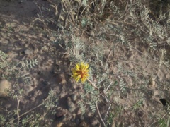 Prosopis strombulifera