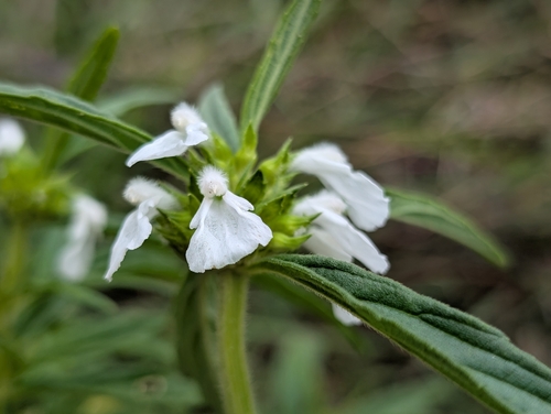 Leucas lavandulifolia observed 2026-08-02