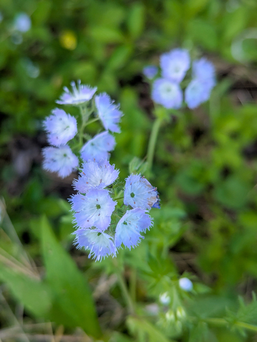 Phacelia purshii, photograph 2