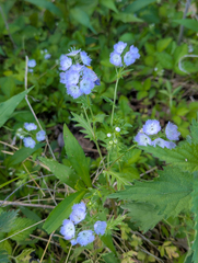 (c) Tom Field, some rights reserved (CC BY) Phacelia purshii, photograph (c) Tom Field, some rights reserved (CC BY)