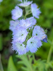 (c) Tom Field, some rights reserved (CC BY) Phacelia purshii, photograph (c) Tom Field, some rights reserved (CC BY)