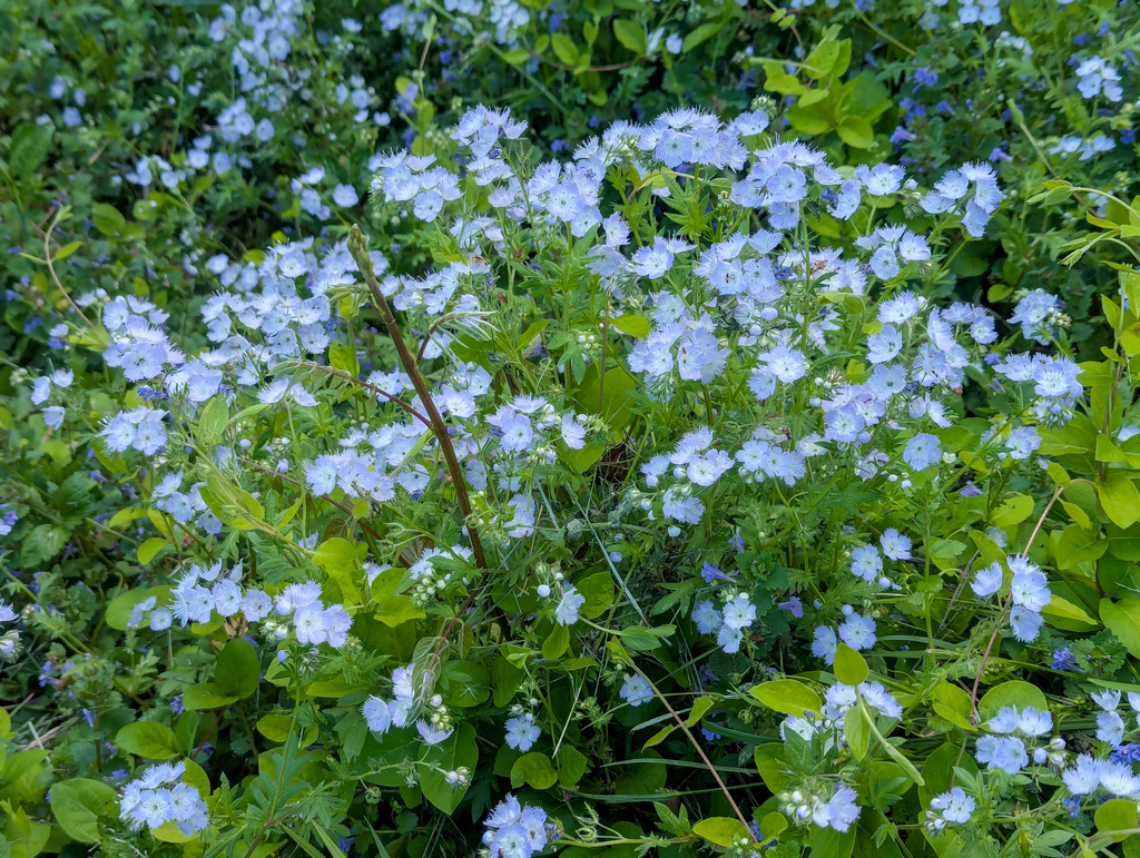 Phacelia purshii; photograph (c) Tom Field, some rights reserved (CC BY)