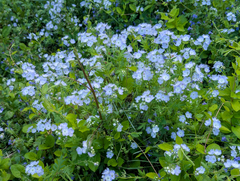 Phacelia purshii