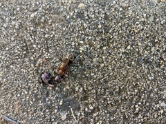 Phymatodes obliquus
