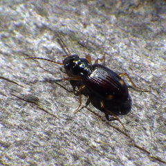 Bembidion frontale