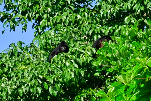 Amazon Black Howler Monkey