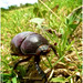 Heterogomphus inarmatus - Photo (c) Gerónimo Martín Alonso, μερικά δικαιώματα διατηρούνται (CC BY-NC-ND), uploaded by Gerónimo Martín Alonso