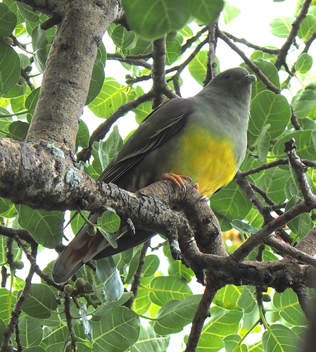 Bruce's Green-Pigeon