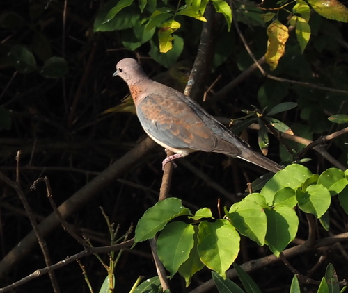 Laughing Dove