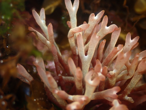 Scinaia furcellata observed 2026-08-03