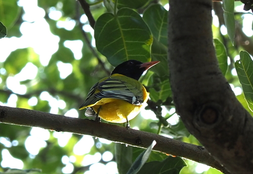 Black-headed Oriole