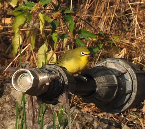 Pale White-eye