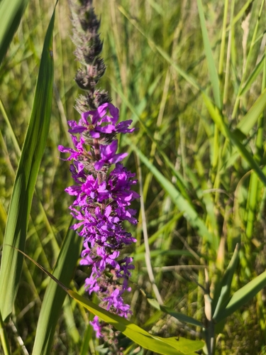 purple loosestrife