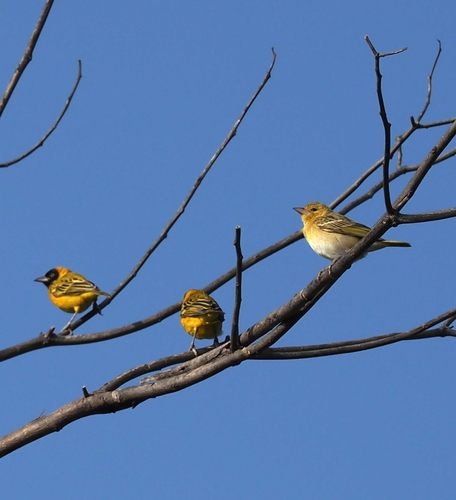 Vitelline Masked-Weaver