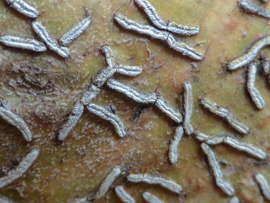 Afzel's script lichen