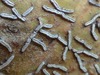 Afzel's Script Lichen - Photo (c) Masumi Palhof, some rights reserved (CC BY-NC), uploaded by Masumi Palhof