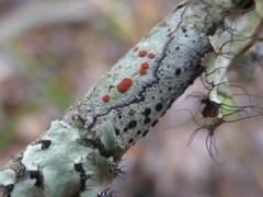 Ramboldia russula
