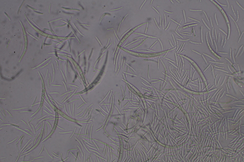 Ascocalyx berenice