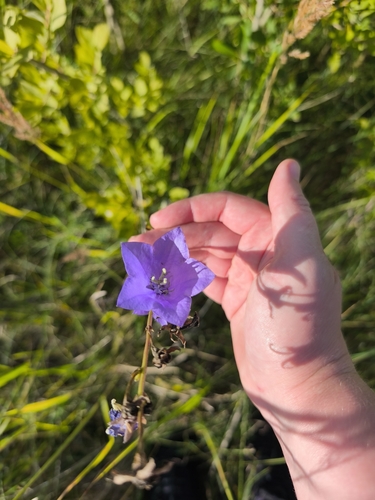 Peach-leaved Bellflower