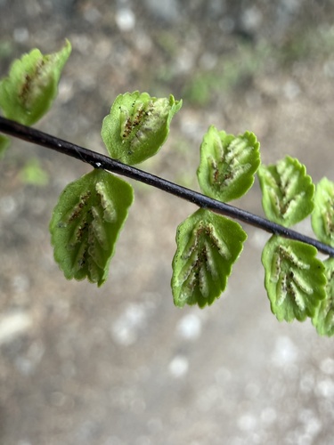 maidenhair spleenwort