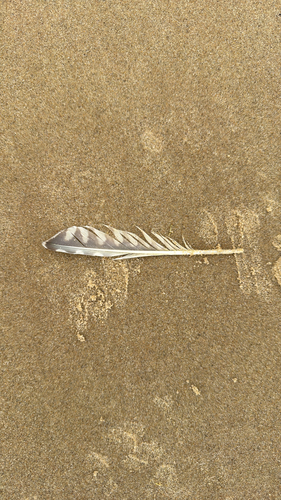 Plume de Courlis cendré