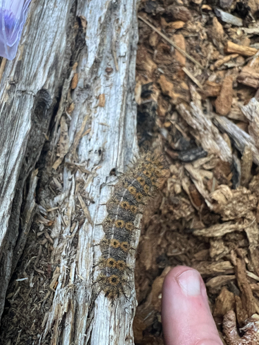 iNaturalist observation photo of Western Sheep Moth