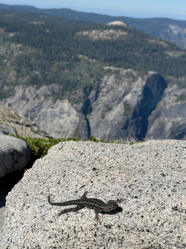 iNaturalist observation photo of Common Sagebrush Lizard