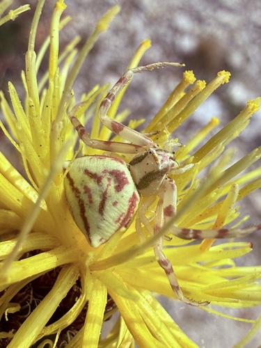 Heather crab spider