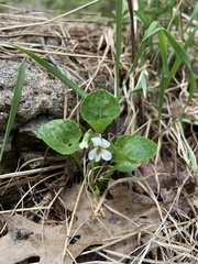 Viola alba