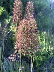 Stenanthium texanum