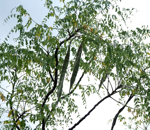 Moringa tree