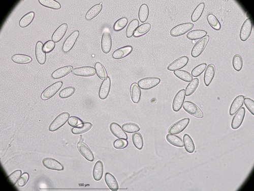 Ramularia simplex