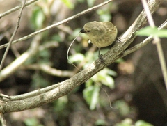 Camarhynchus parvulus