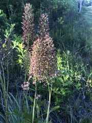 Stenanthium texanum