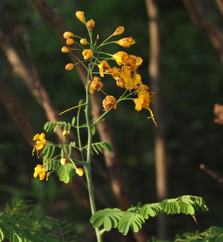 Yellow peacock flower
