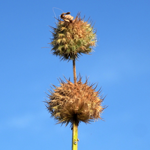 lion's ear