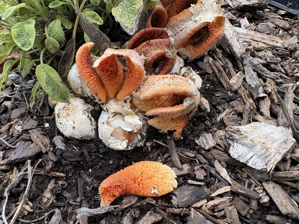 column stinkhorn · August 2026 · photo: Photo: (c) mothy, some rights reserved (CC BY) · iNaturalist