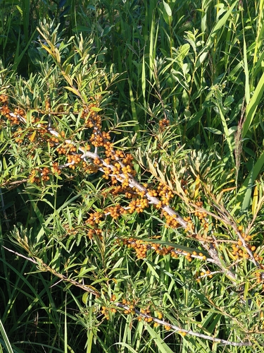 Sea-buckthorn