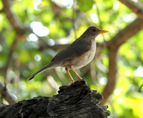 African Thrush