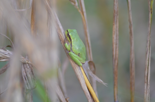 Eastern Tree Frog