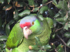 Amazona finschi × viridigenalis