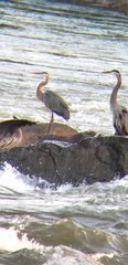 Ardea herodias