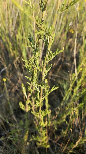 Hoary Ragwort