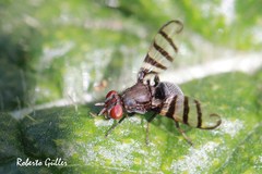 Pterotaenia
