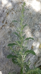 Atriplex elegans