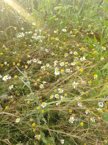 scentless mayweed