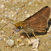 Euphyes vestris - Photo (c) Aaron Carlson,  זכויות יוצרים חלקיות (CC BY), uploaded by aarongunnar