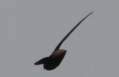 Chaetura brachyura