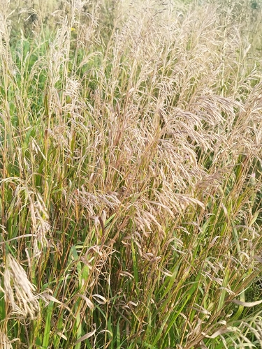Smooth Brome