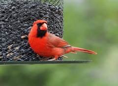 Cardinalis cardinalis